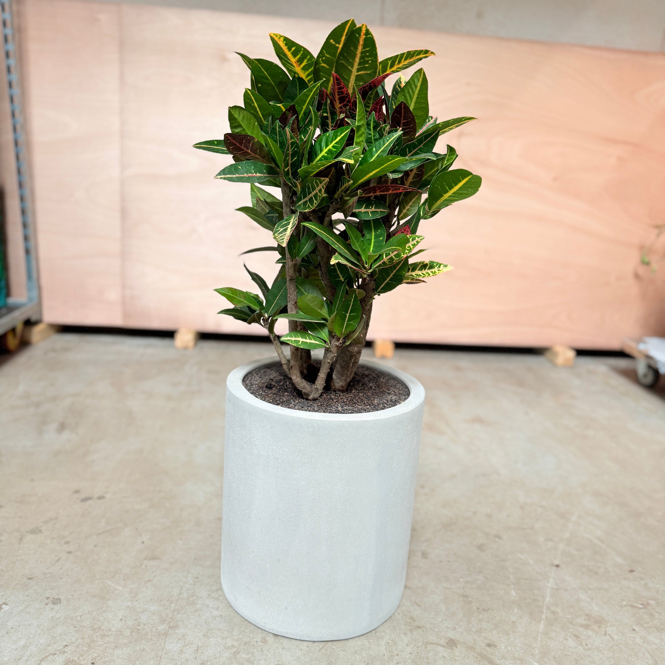 Kroton (Codiaeum variegatum) i cementkrukke – 95 cm høj Second Hand Plante