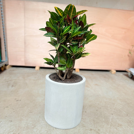 Kroton (Codiaeum variegatum) i cementkrukke – 95 cm høj Second Hand Plante