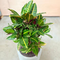 Indlæs billede i gallerivisning, Kroton (Codiaeum variegatum) i cementkrukke – 95 cm høj Second Hand Plante
