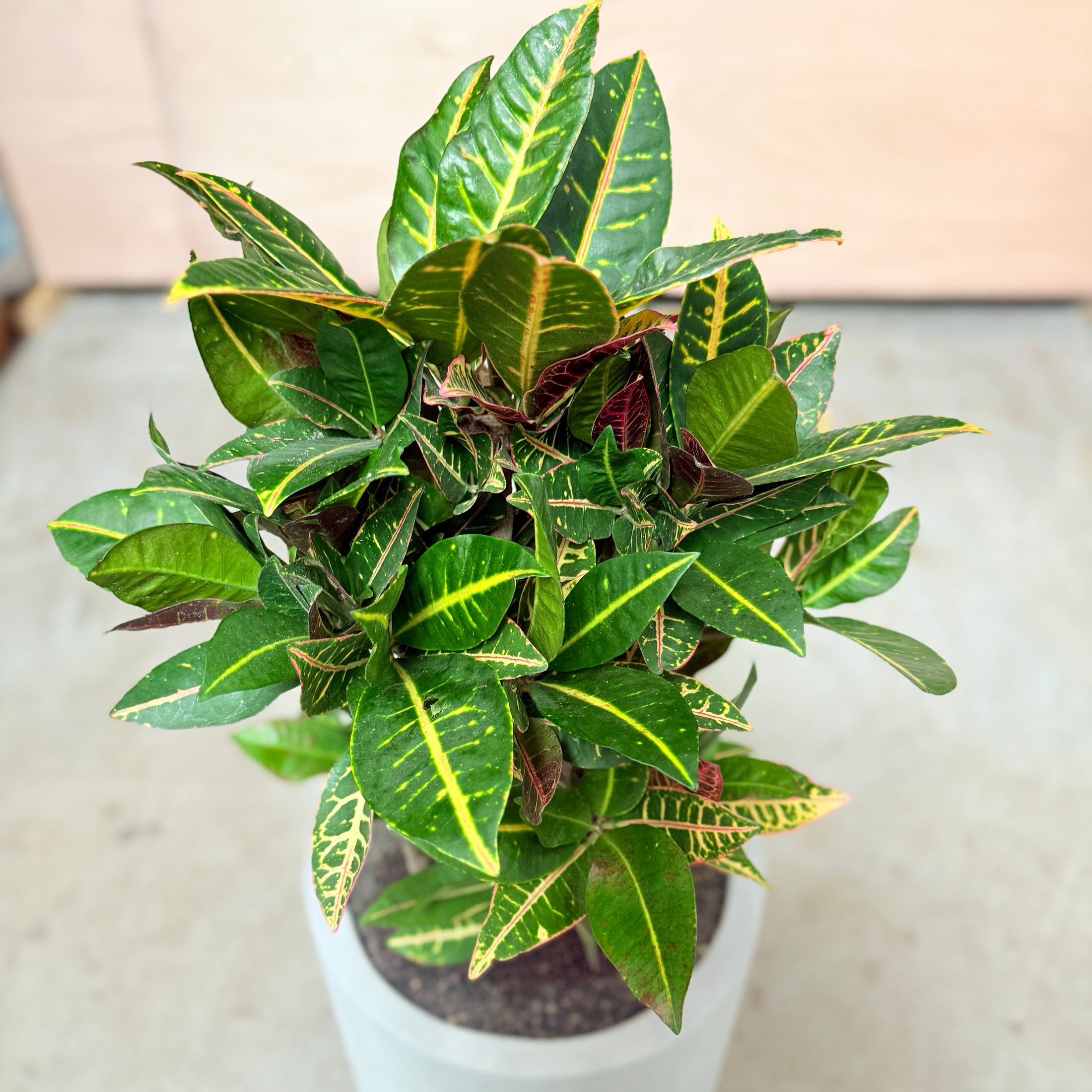 Kroton (Codiaeum variegatum) i cementkrukke – 95 cm høj Second Hand Plante