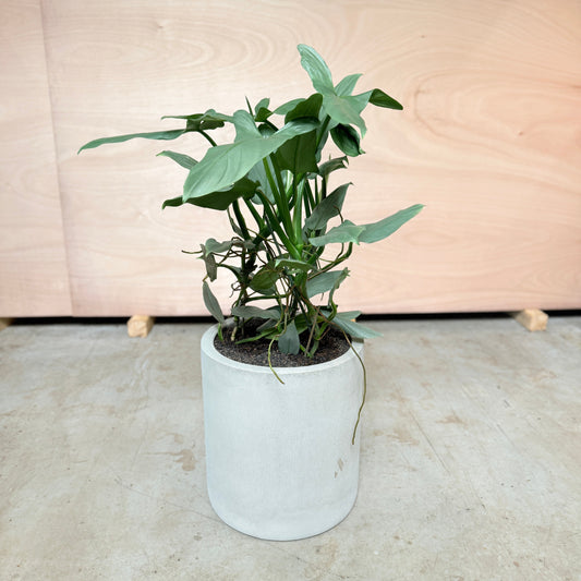 Syngonium (Pileblad) i cementkrukke – 105 cm høj Second Hand Plante