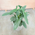 Indlæs billede i gallerivisning, Syngonium (Pileblad) i cementkrukke – 105 cm høj Second Hand Plante
