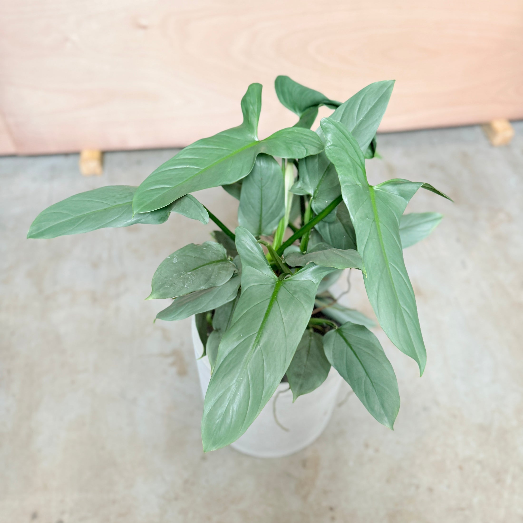 Syngonium (Pileblad) i cementkrukke – 105 cm høj Second Hand Plante