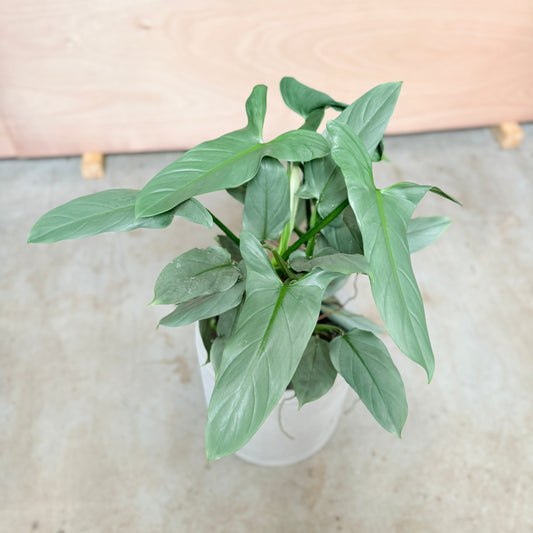 Syngonium (Pileblad) i cementkrukke – 105 cm høj Second Hand Plante