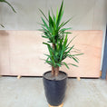 Indlæs billede i gallerivisning, Yucca Palme (Yucca elephantipes) i sort krukke – 160 cm høj Second Hand Plante
