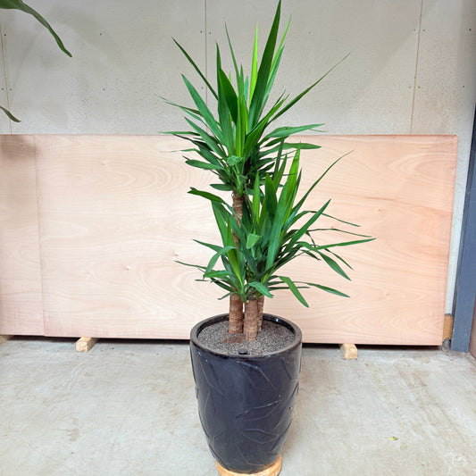Yucca Palme (Yucca elephantipes) i sort krukke – 160 cm høj Second Hand Plante