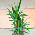 Indlæs billede i gallerivisning, Yucca Palme (Yucca elephantipes) i sort krukke – 160 cm høj Second Hand Plante
