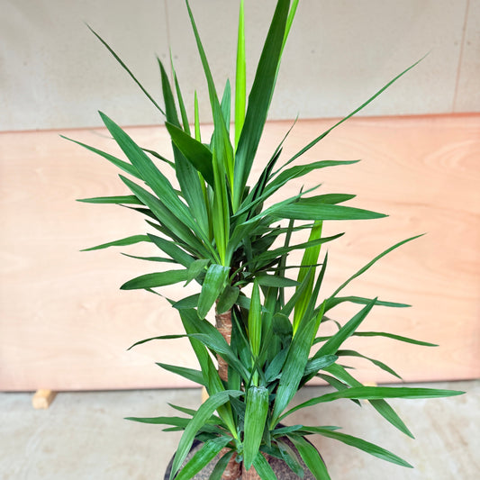 Yucca Palme (Yucca elephantipes) i sort krukke – 160 cm høj Second Hand Plante