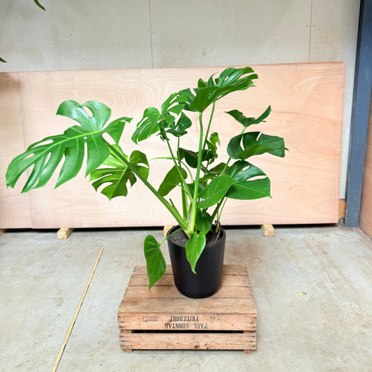 Monstera deliciosa i keramik krukke – 125 cm høj Second Hand Plante