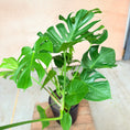 Indlæs billede i gallerivisning, Monstera deliciosa i keramik krukke – 125 cm høj Second Hand Plante
