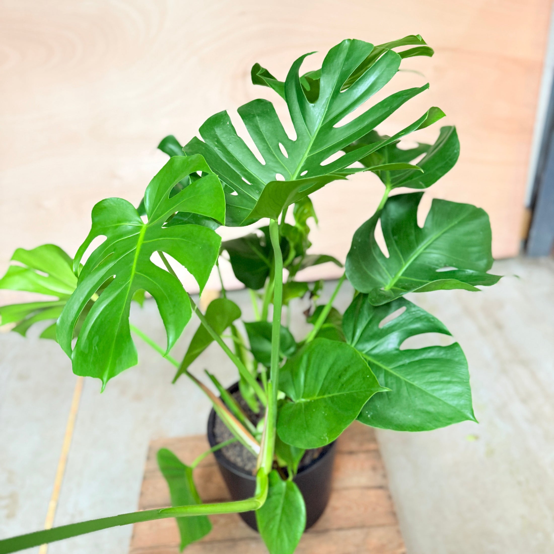 Monstera deliciosa i keramik krukke – 125 cm høj Second Hand Plante