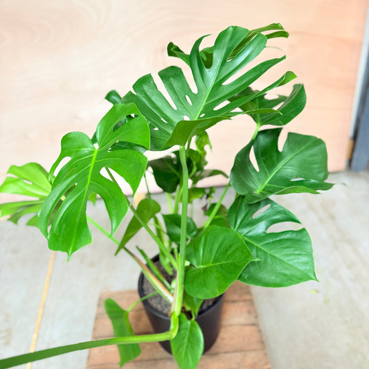 Monstera deliciosa i keramik krukke – 125 cm høj Second Hand Plante
