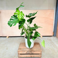 Indlæs billede i gallerivisning, Monstera deliciosa i hvid keramik krukke – 130 cm høj Second Hand Plante
