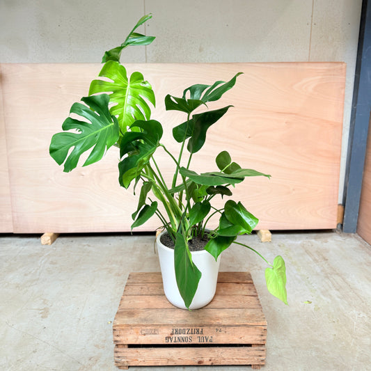 Monstera deliciosa i hvid keramik krukke – 130 cm høj Second Hand Plante