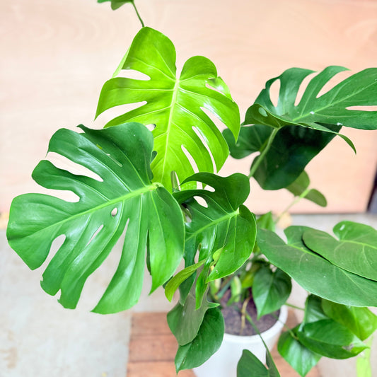 Monstera deliciosa i hvid keramik krukke – 130 cm høj Second Hand Plante