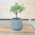 Indlæs billede i gallerivisning, Mini Oliventræ (Olea europaea) i cementkrukke – 30 cm høj Second Hand Plante
