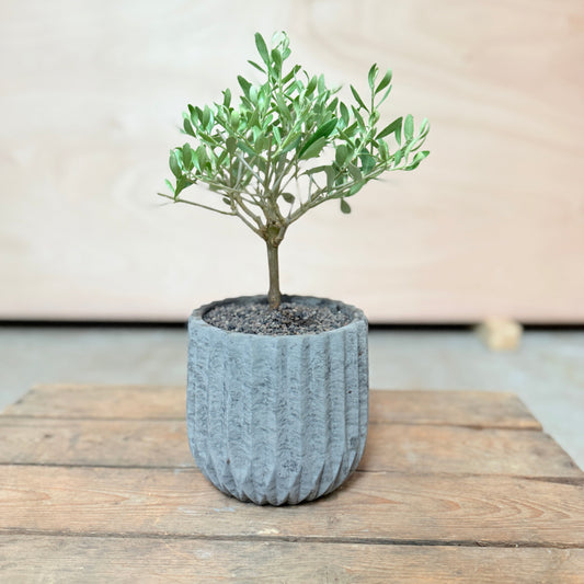 Mini Oliventræ (Olea europaea) i cementkrukke – 30 cm høj Second Hand Plante