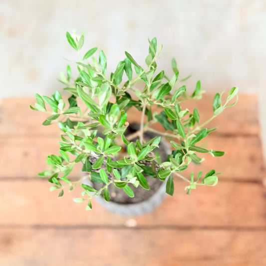 Mini Oliventræ (Olea europaea) i cementkrukke – 30 cm høj Second Hand Plante