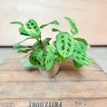 Indlæs billede i gallerivisning, Maranta (Bedeblad) i keramik krukke – 30 cm høj Second Hand Plante
