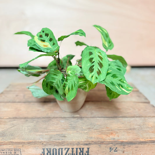 Maranta (Bedeblad) i keramik krukke – 30 cm høj Second Hand Plante