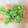 Indlæs billede i gallerivisning, Maranta (Bedeblad) i keramik krukke – 30 cm høj Second Hand Plante
