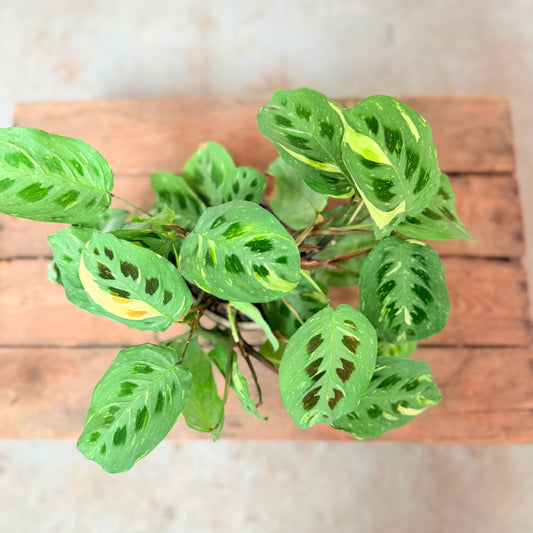 Maranta (Bedeblad) i keramik krukke – 30 cm høj Second Hand Plante