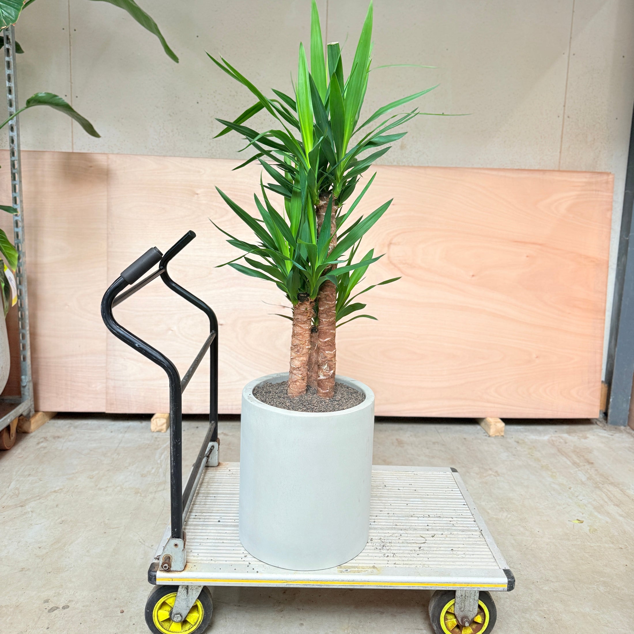 Yucca Palme (Yucca elephantipes) i cementkrukke – 140 cm høj Second Hand Plante