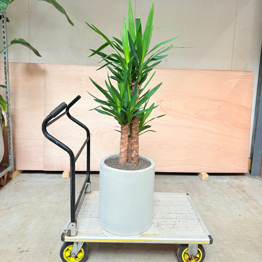 Yucca Palme (Yucca elephantipes) i cementkrukke – 140 cm høj Second Hand Plante
