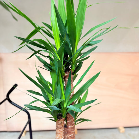 Yucca Palme (Yucca elephantipes) i cementkrukke – 140 cm høj Second Hand Plante