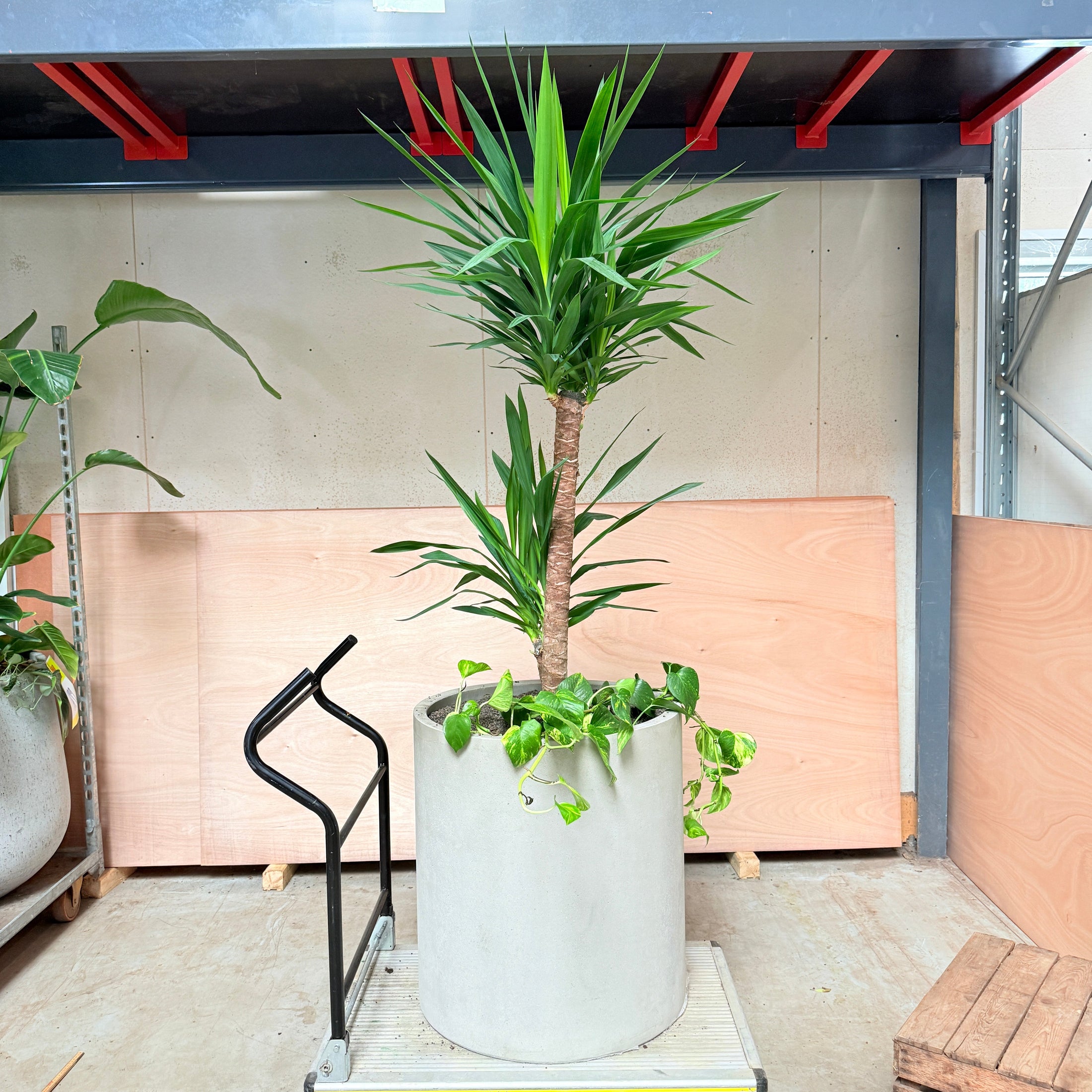 Yucca Palme m. Guldrank i cementkrukke – 200 cm høj Second Hand Plante