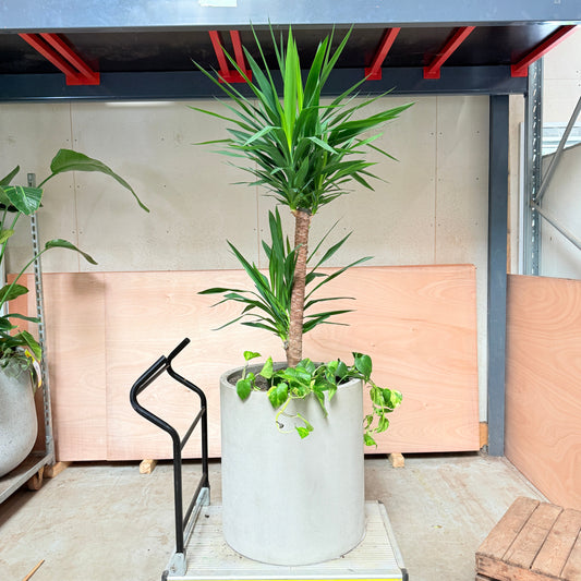 Yucca Palme m. Guldrank i cementkrukke – 200 cm høj Second Hand Plante