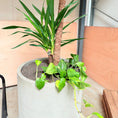 Indlæs billede i gallerivisning, Yucca Palme m. Guldrank i cementkrukke – 200 cm høj Second Hand Plante
