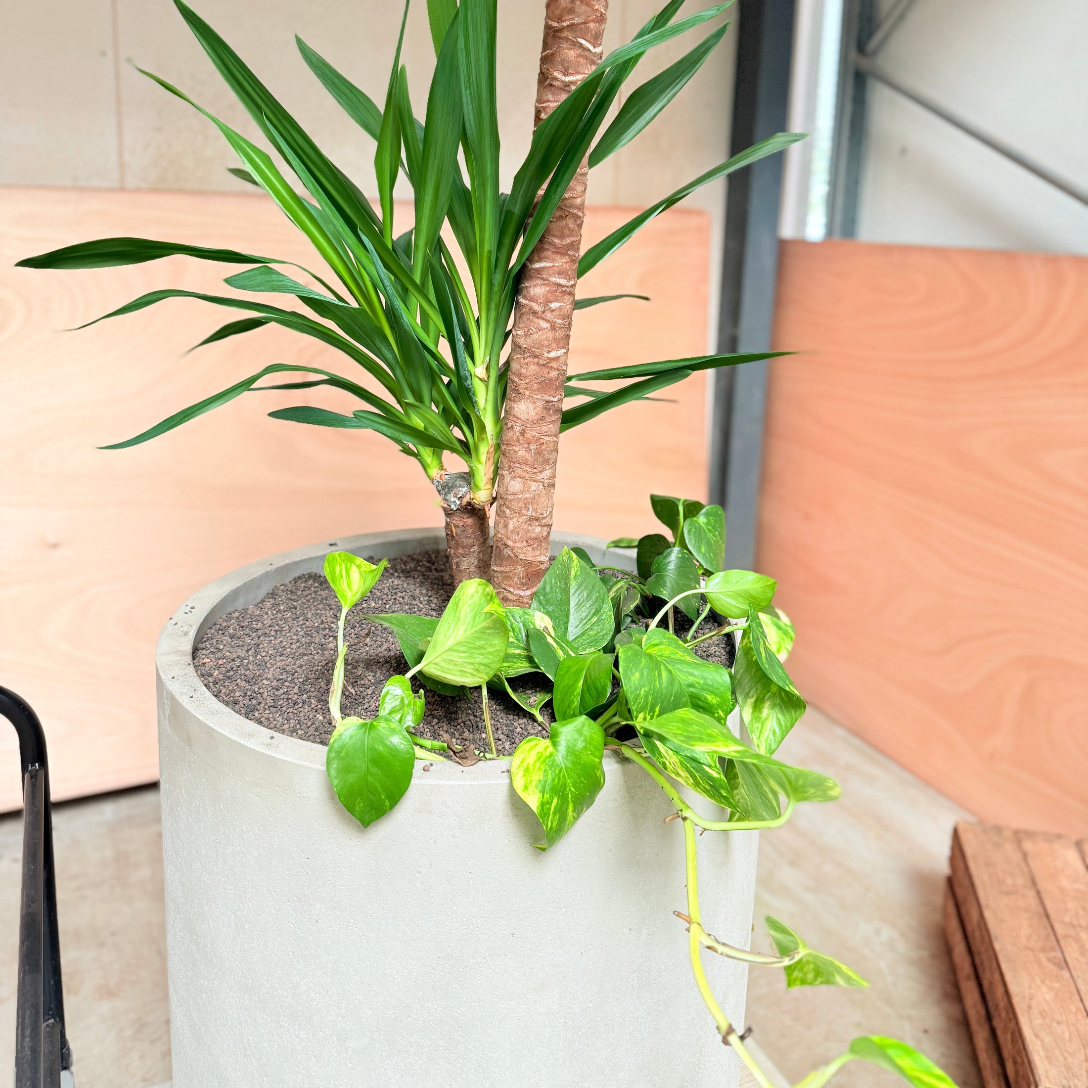 Yucca Palme m. Guldrank i cementkrukke – 200 cm høj Second Hand Plante