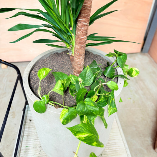 Yucca Palme m. Guldrank i cementkrukke – 200 cm høj Second Hand Plante