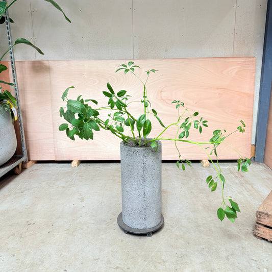 Schefflera (Paraplyplante) i høj cementkrukke – 120 cm høj Second Hand Plante