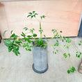 Indlæs billede i gallerivisning, Schefflera (Paraplyplante) i høj cementkrukke – 120 cm høj Second Hand Plante
