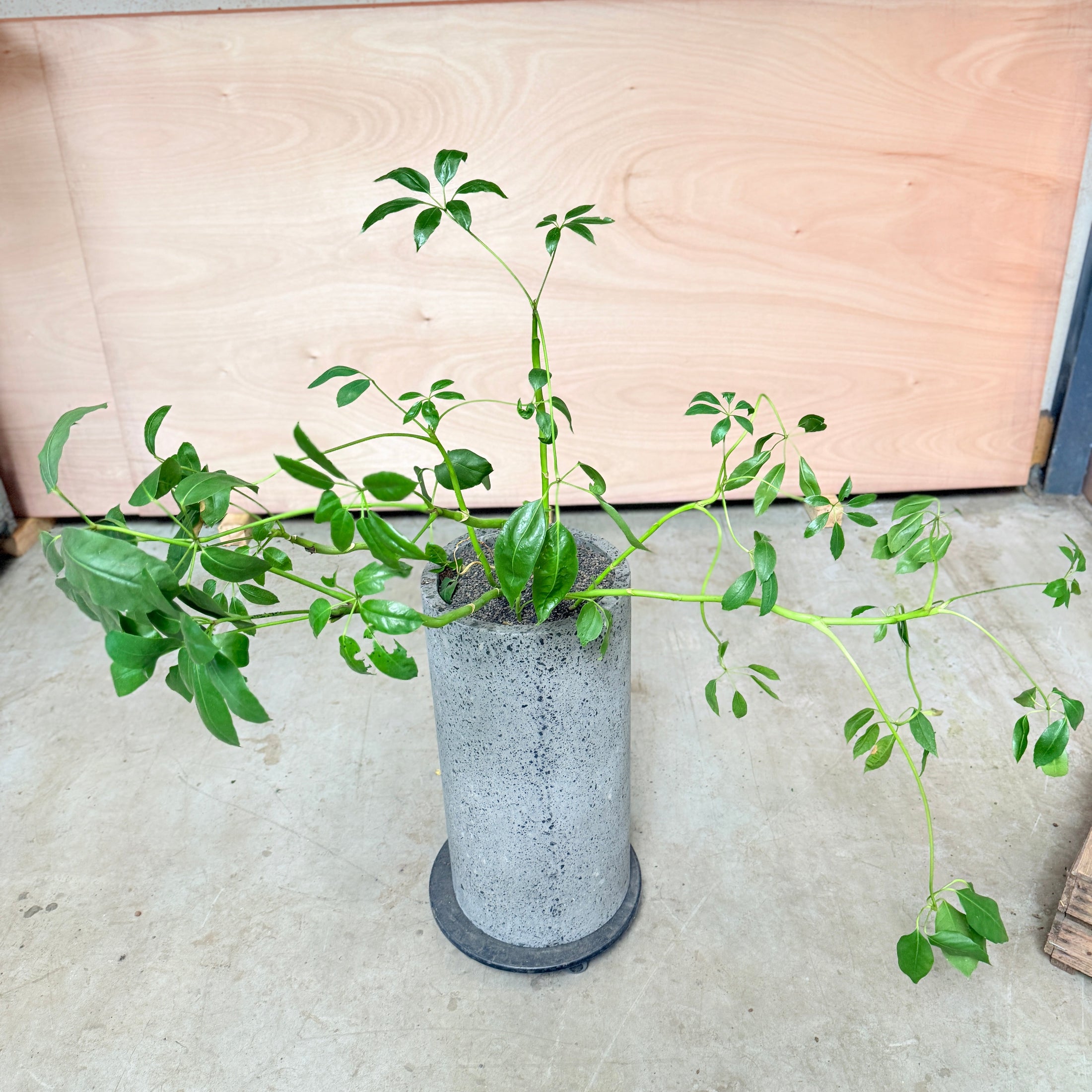 Schefflera (Paraplyplante) i høj cementkrukke – 120 cm høj Second Hand Plante