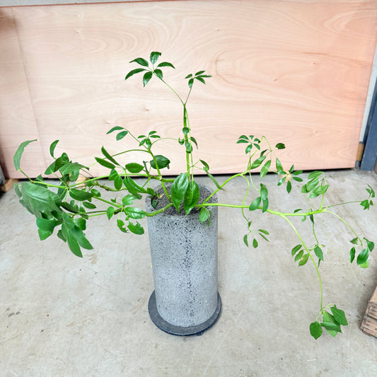 Schefflera (Paraplyplante) i høj cementkrukke – 120 cm høj Second Hand Plante