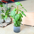 Indlæs billede i gallerivisning, Epipremnum (Kæmpeguldplante) i cementkrukke – 190 cm høj Second Hand Plante
