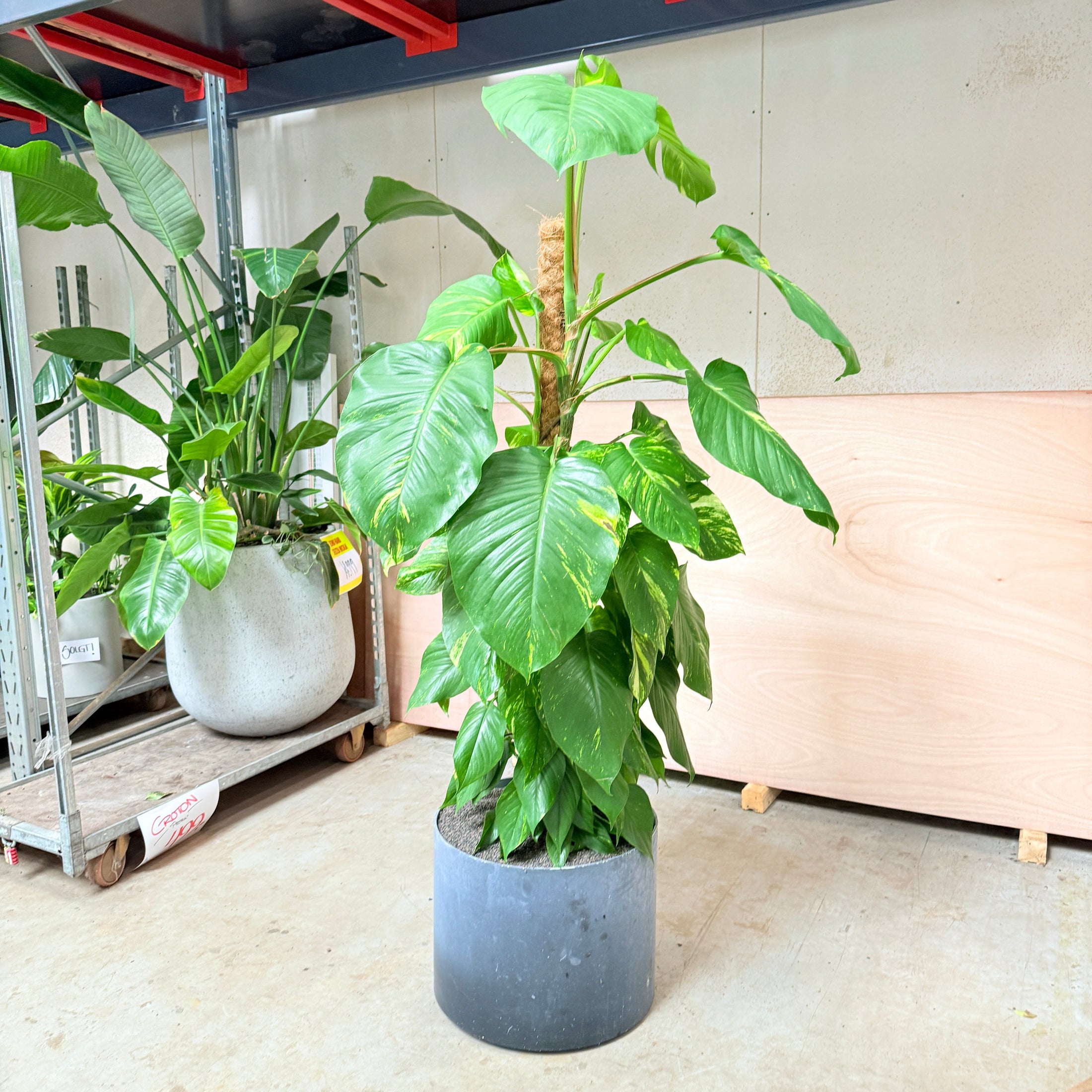 Epipremnum (Kæmpeguldplante) i cementkrukke – 190 cm høj Second Hand Plante