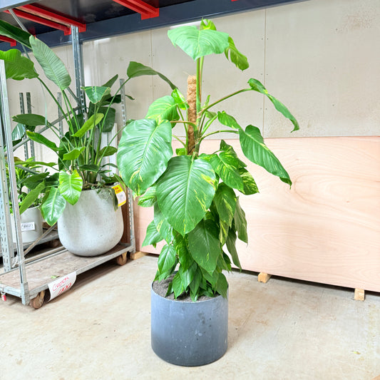Epipremnum (Kæmpeguldplante) i cementkrukke – 190 cm høj Second Hand Plante