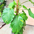 Indlæs billede i gallerivisning, Epipremnum (Kæmpeguldplante) i cementkrukke – 190 cm høj Second Hand Plante
