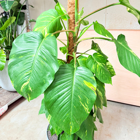 Epipremnum (Kæmpeguldplante) i cementkrukke – 190 cm høj Second Hand Plante