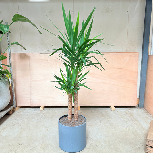 Yucca Palme (Yucca elephantipes) i cementkrukke – 185 cm høj Second Hand Plante