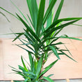 Indlæs billede i gallerivisning, Yucca Palme (Yucca elephantipes) i cementkrukke – 185 cm høj Second Hand Plante

