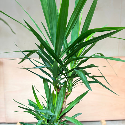 Yucca Palme (Yucca elephantipes) i cementkrukke – 185 cm høj Second Hand Plante
