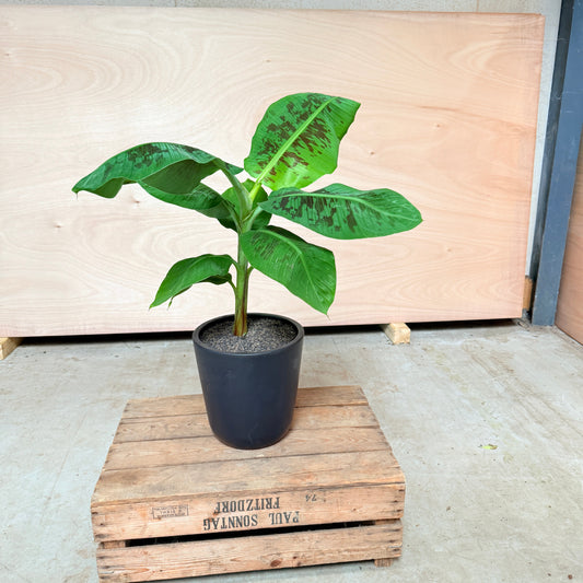 Bananplante (Musa) i sort krukke – 80 cm høj Second Hand Plante