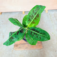 Indlæs billede i gallerivisning, Bananplante (Musa) i sort krukke – 80 cm høj Second Hand Plante

