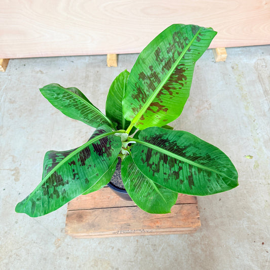 Bananplante (Musa) i sort krukke – 80 cm høj Second Hand Plante