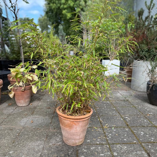 Bambus (Fargesia) i terrakottakrukke – 130 cm høj Second Hand Plante